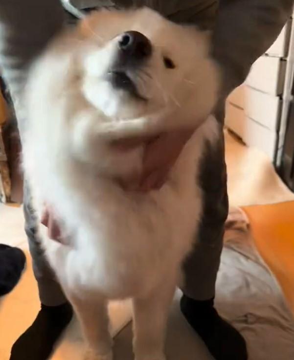 出所：@samoedsoran