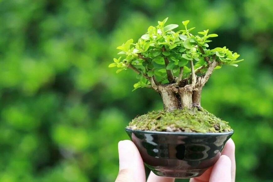 吉岡里帆「植物日記」盆栽で育てる自宅の植物たちを公開「小さな庭園のよう」「かなり本格的」「可愛い仲間たち」の声
