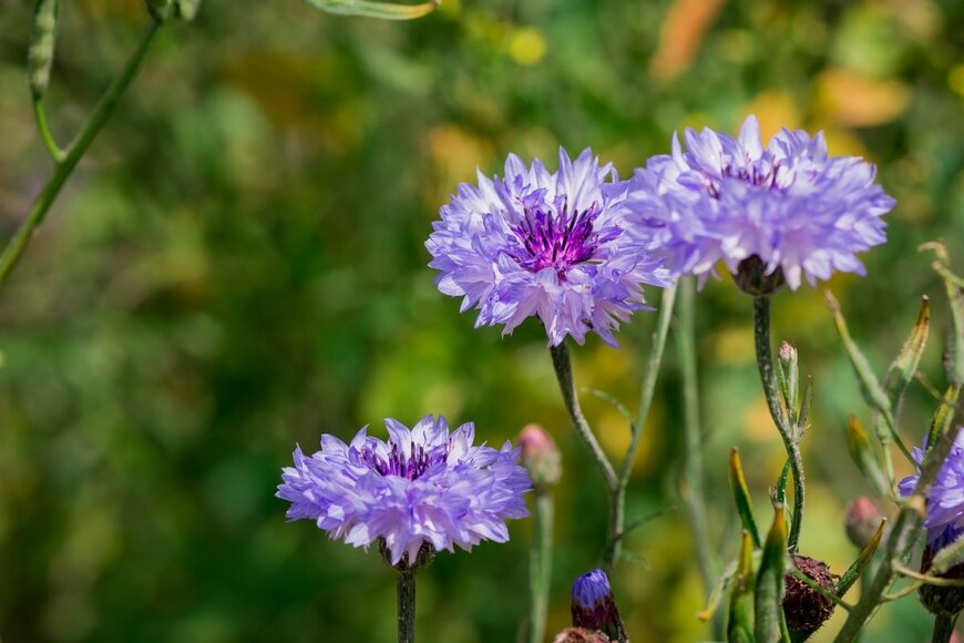 【一年草ガーデニング】こぼれ種で毎年キュートな花が咲く一年草5選