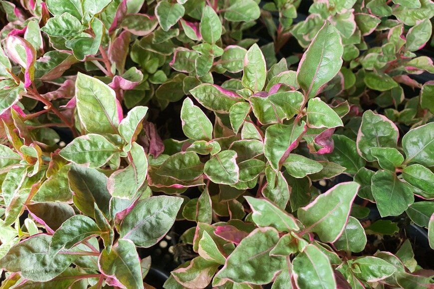 Patcharamai Vutipapornkul/istockphoto.com