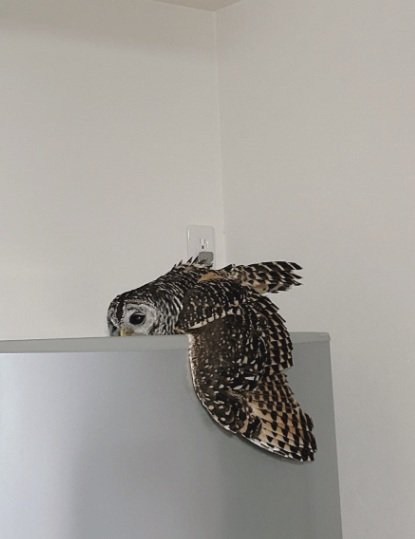 出所：@kanata_akas