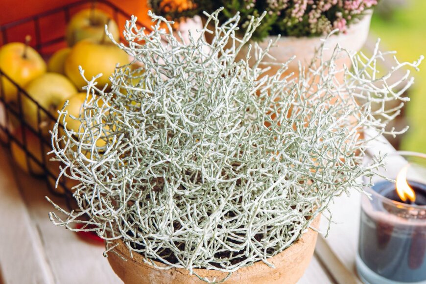 FotoHelin/shutterstock.com