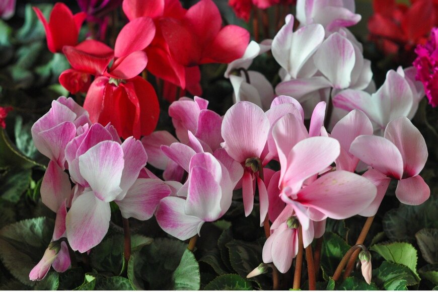 silviacrisman/istockphoto.com