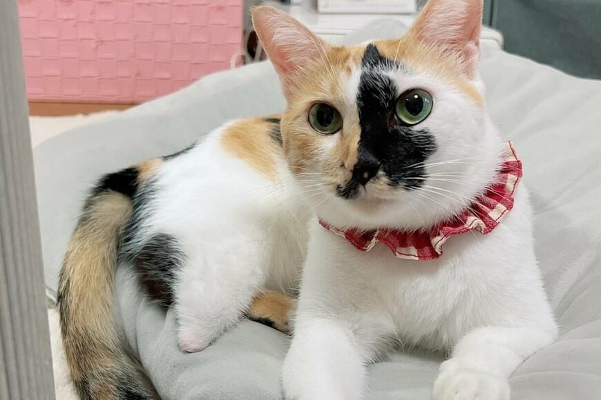 出所：@hikaitimilky