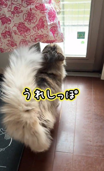 出所：＠cat.kinakomochi