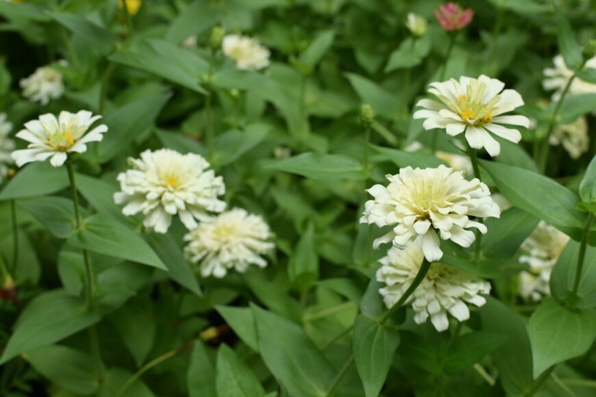 Cattlaya Art/shutterstock.com