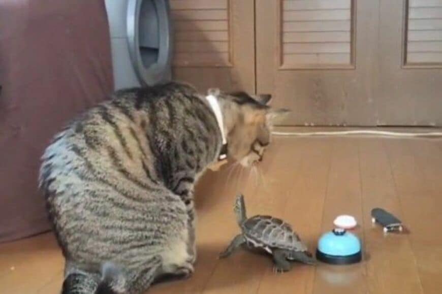 【カメが立った？】一緒に暮らす猫に構ってほしいカメ　「まさかの姿」に思わず二度見