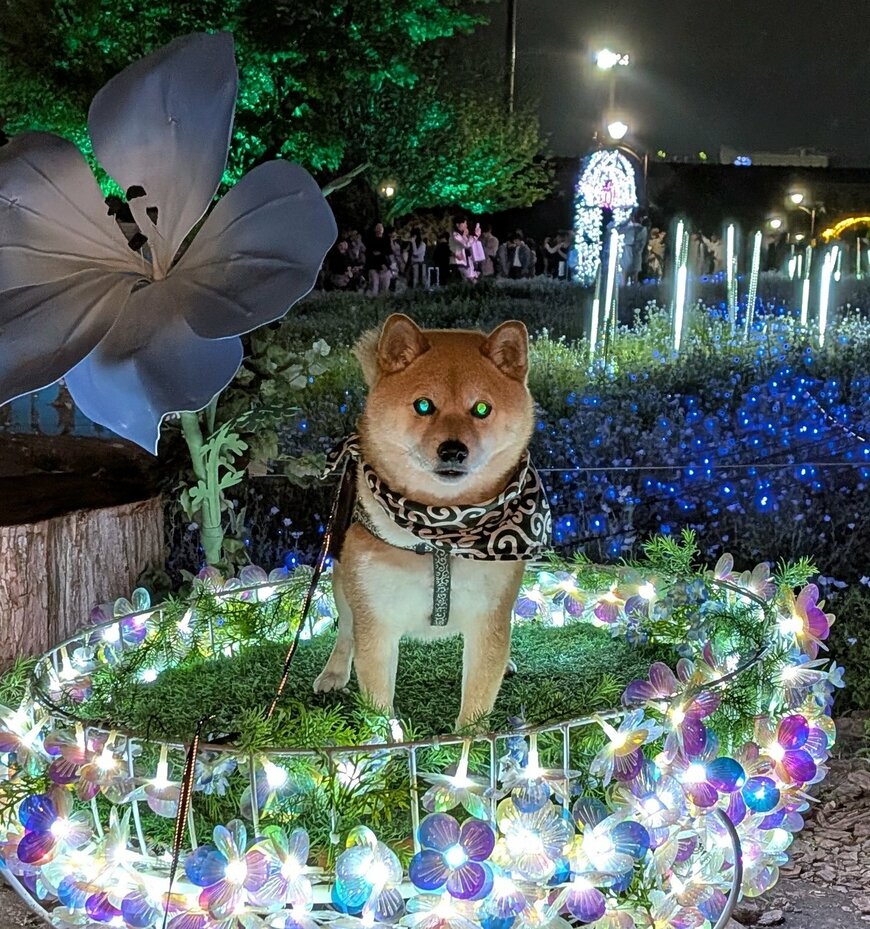 出所：@shibakojiro