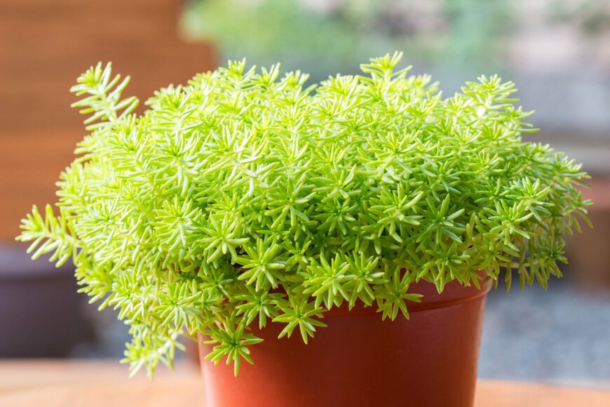 Noi Pattanan/shutterstock.com