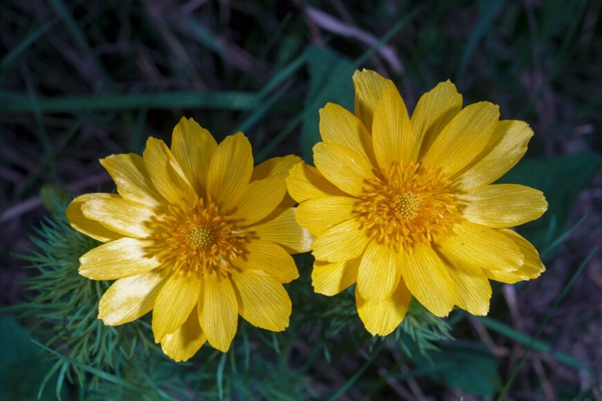 【ガーデニング】春を告げる花3選！ 早春に咲く花は縁起のよさそうな植物やビタミンカラーの花色がたくさん