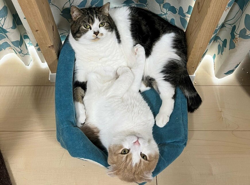 出所：@torotolo106106