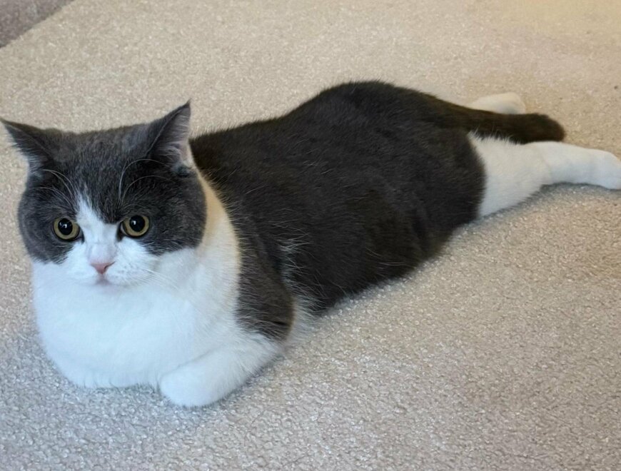 出所：@omochiomoching