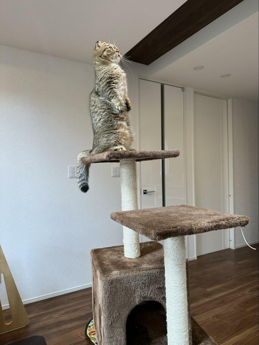 出所：@ponpokopontanu