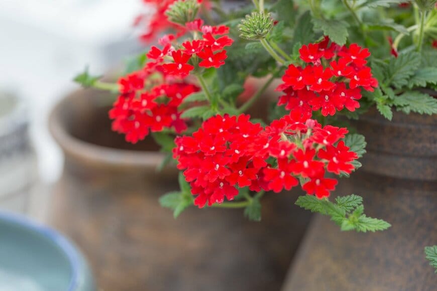 ASGOLD/Shutterstock.com