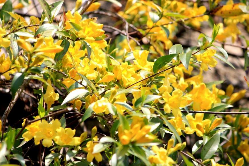 Pilialoha/shutterstock.com