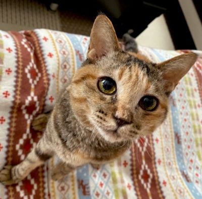 出所:@Adonis_Beginner