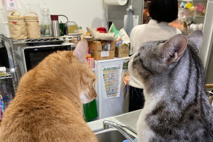 「ジーッ…」期待の眼差しで冷蔵庫を見つめる猫たち　熱い視線に飼い主さんも思わず苦笑い