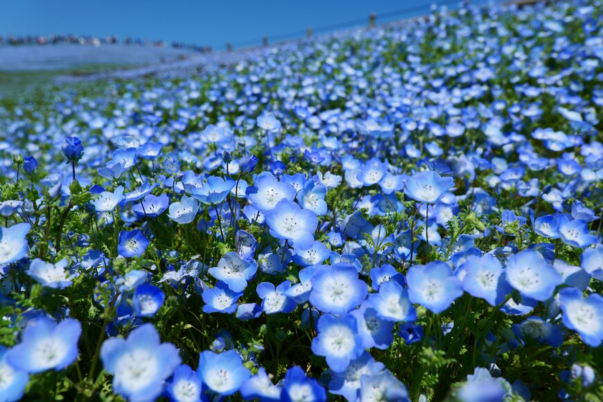 yoshimi maeda/shutterstock.com