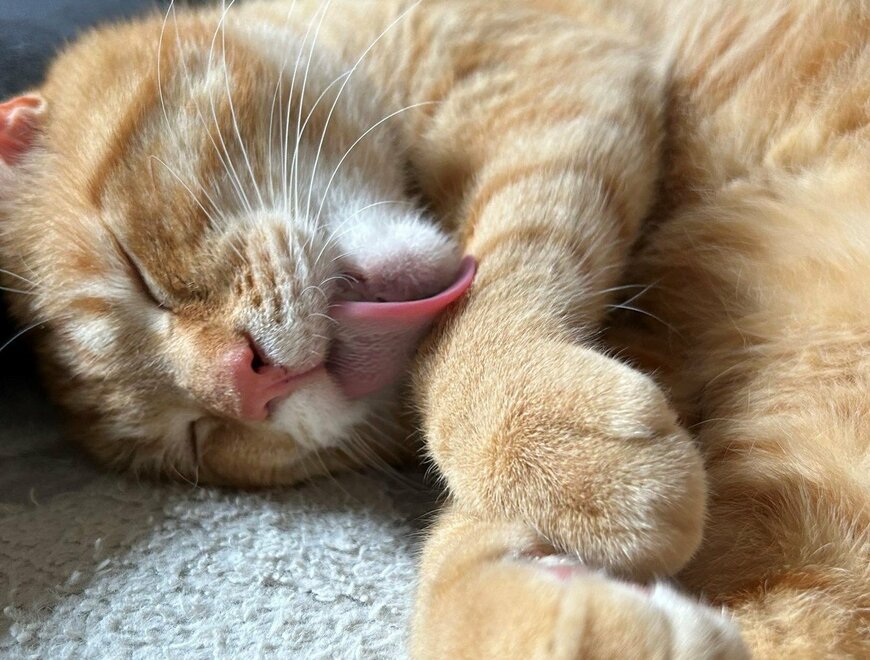 出所：@Beercat_Ana_Dar