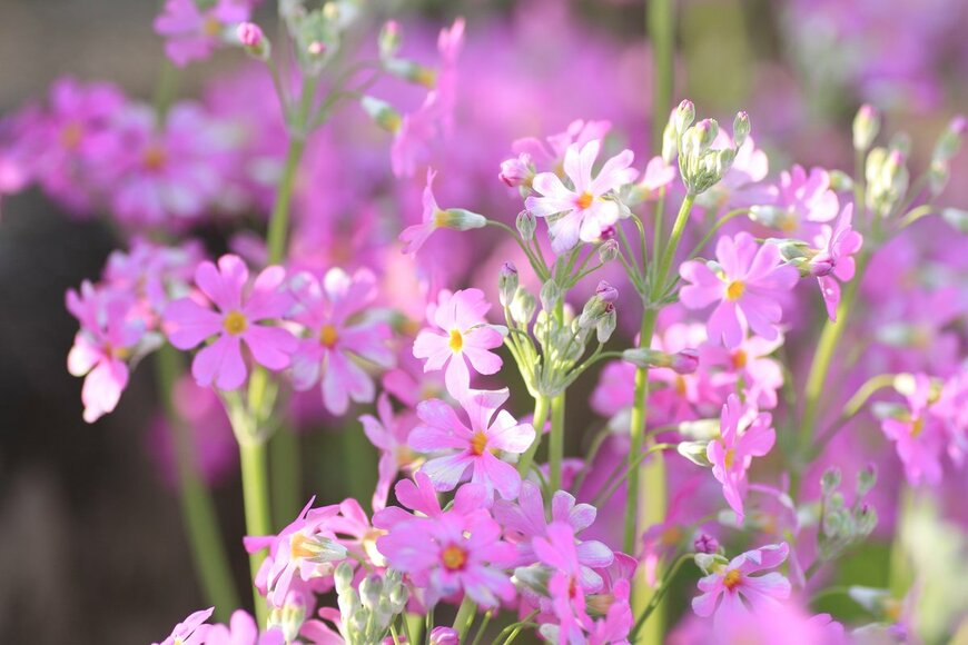 QueSeraSera/Shutterstock.com