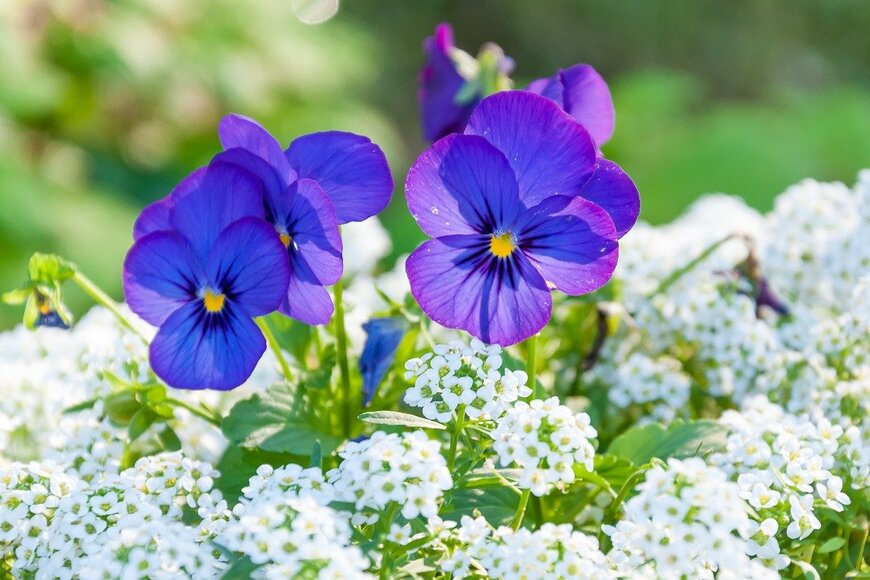 パンジー✕スイートアリッサム　toktak_kondesign/istockphoto.com
