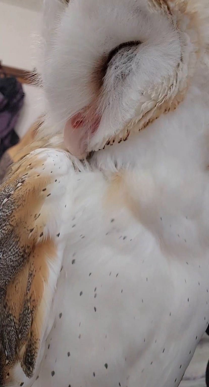 【羽繕いするフクロウ】飼い主さんが近づいても動じない！夢中で羽をパクパクする姿がかわいい