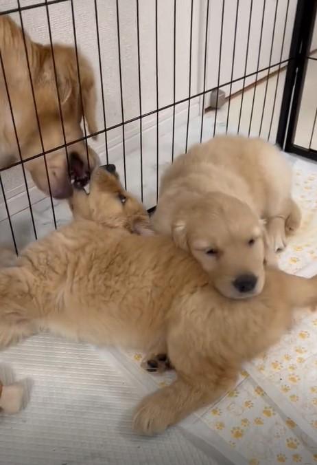 出所：@pu_channeldesu