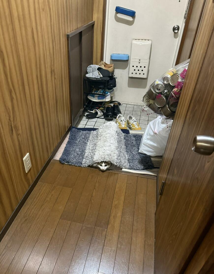 「猫を探せ」隠れているのに『気づいてないつもり』の猫がかわいくて笑ってしまう