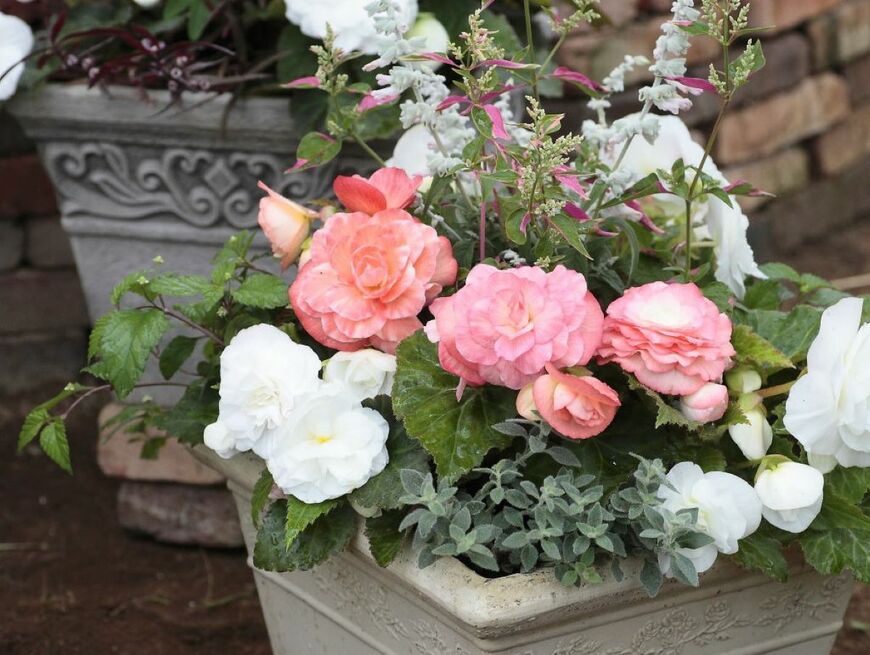 フォーチュンベゴニア®の寄せ植え（画像提供：株式会社 サカタのタネ）