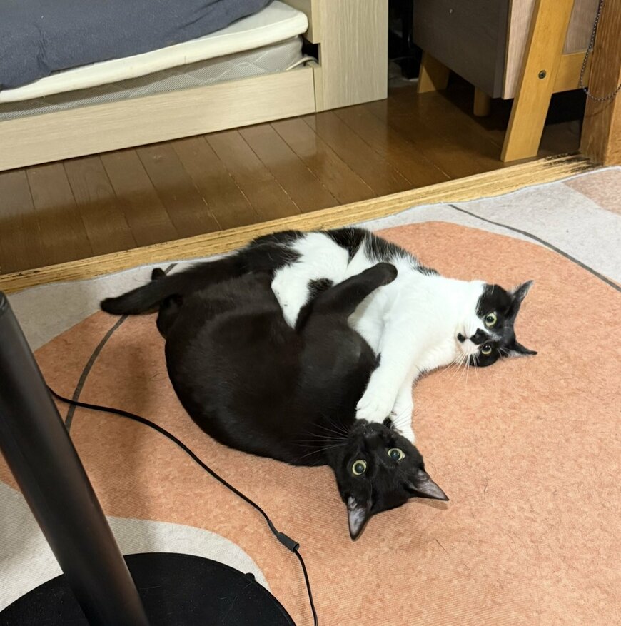 猫達のゆる～いケンカを「あの頃のケンカ」にした結果に3.3万いいね