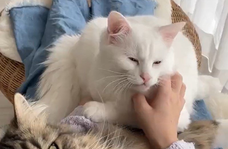 出所：@meltube_cat