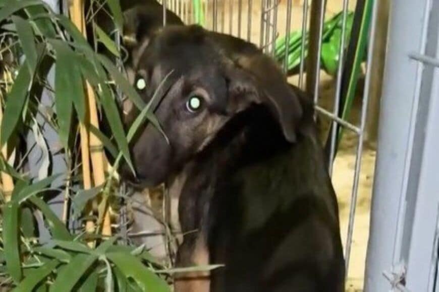【動物レスキュー】過酷な環境で苦しんでいた犬を保護　1年後の「変化」に胸が熱くなる