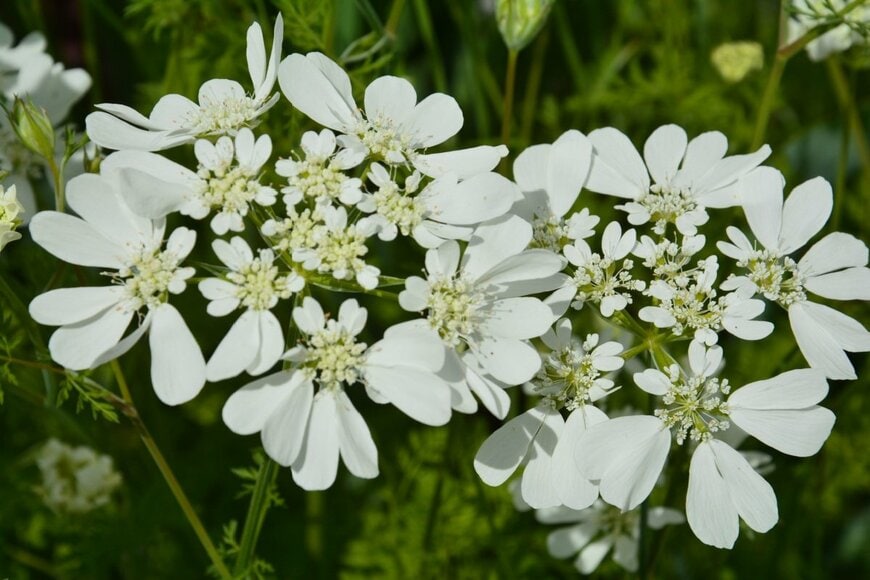 チェリーセージと一緒に植えたいオルレアの画像