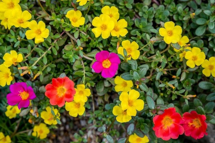 ローメンテで、可憐な花を咲かせる「ポーチュラカ」
