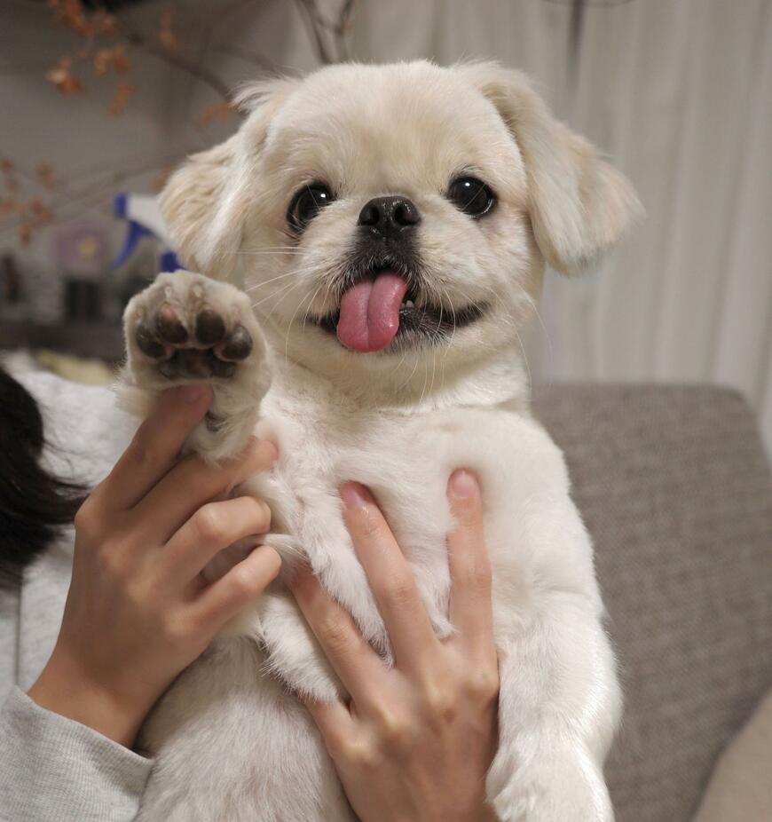 大きくなった犬