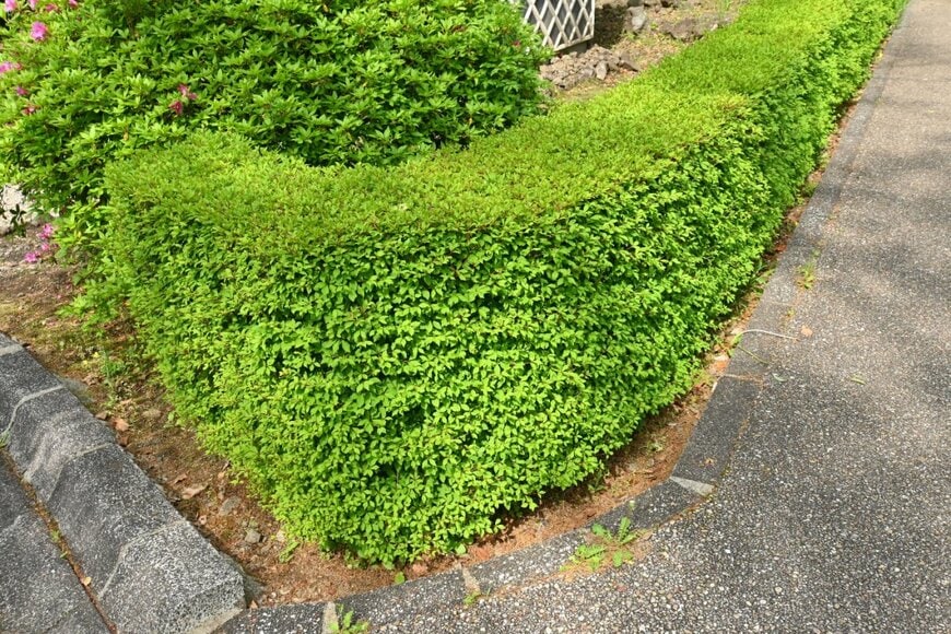 美しく剪定された生垣