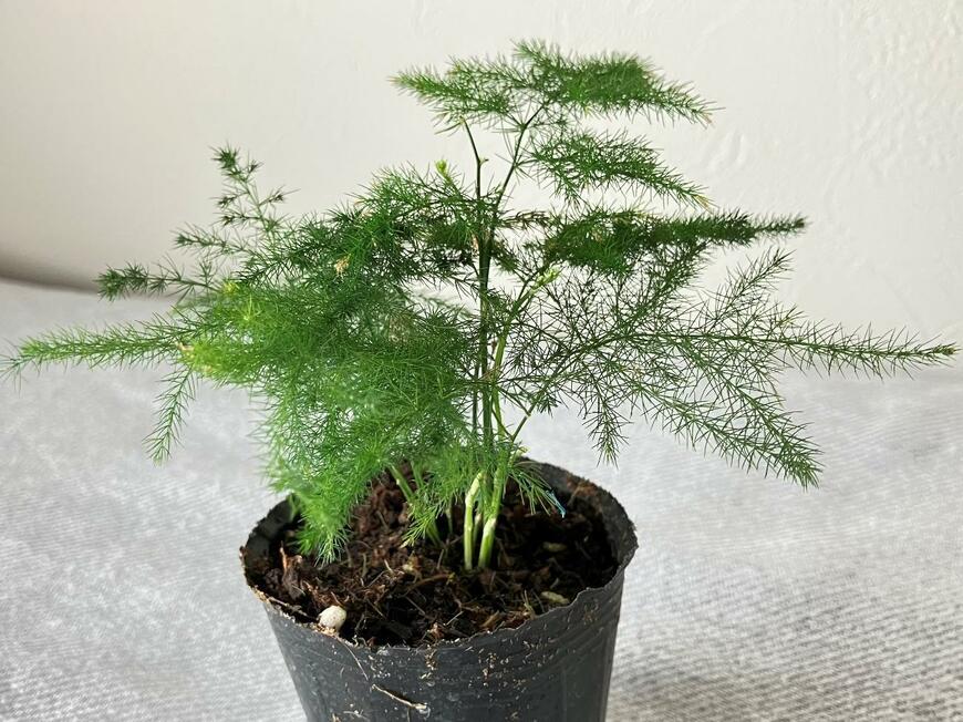 ミニ観葉キューブと観葉植物の土で春植えアスパラをお迎え