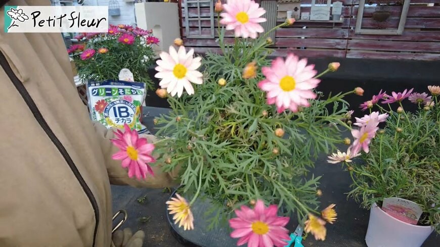 プチ・フルール（@petit_fleur）さん投稿動画のキャプチャ