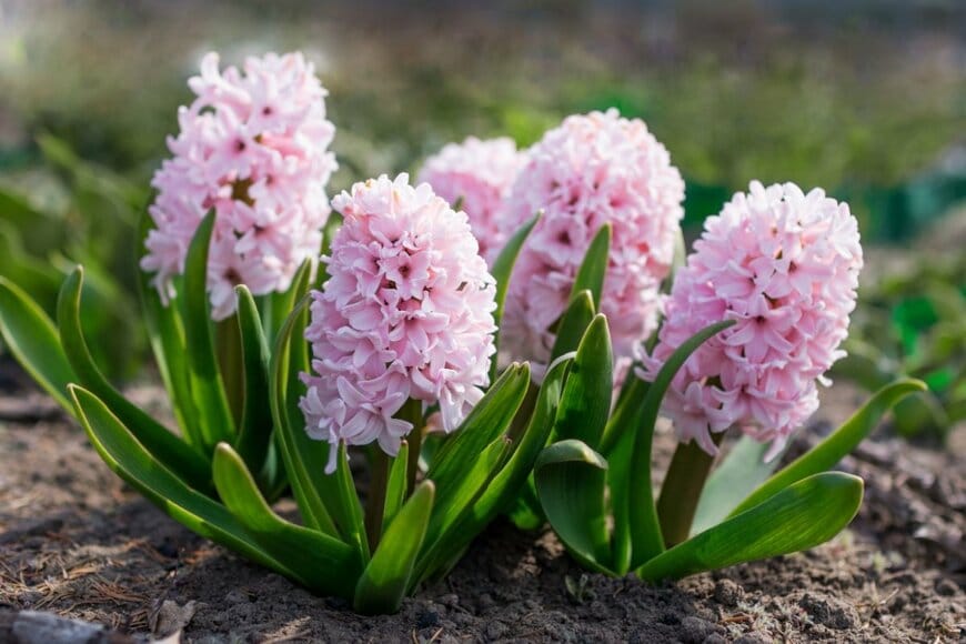 ピンクの花を咲かせている、ヒヤシンス