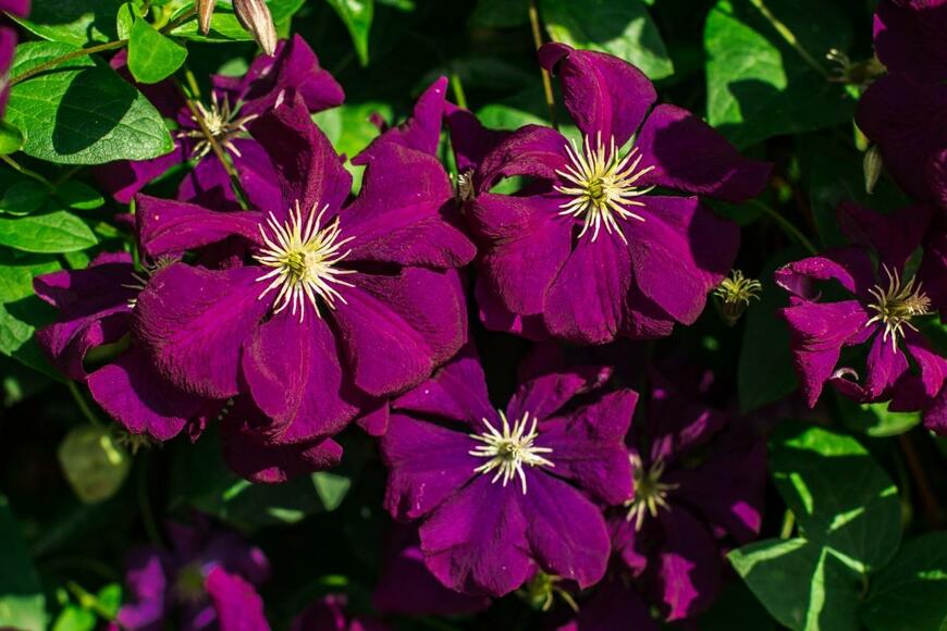 クレマチス「エトワール・バイオレット」の花が咲いている。色は濃い紫。