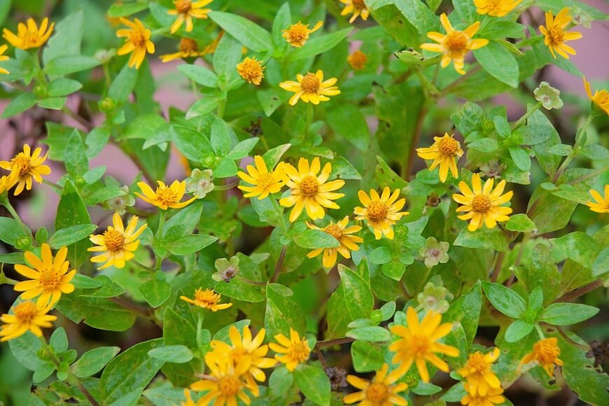 黄色い花を咲かせているメランポジウム