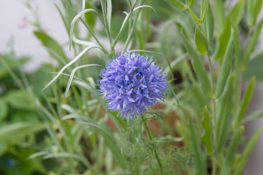 ナチュラルな雰囲気が楽しめるギリア