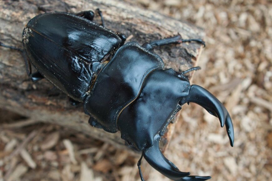 オオクワガタのイメージ写真