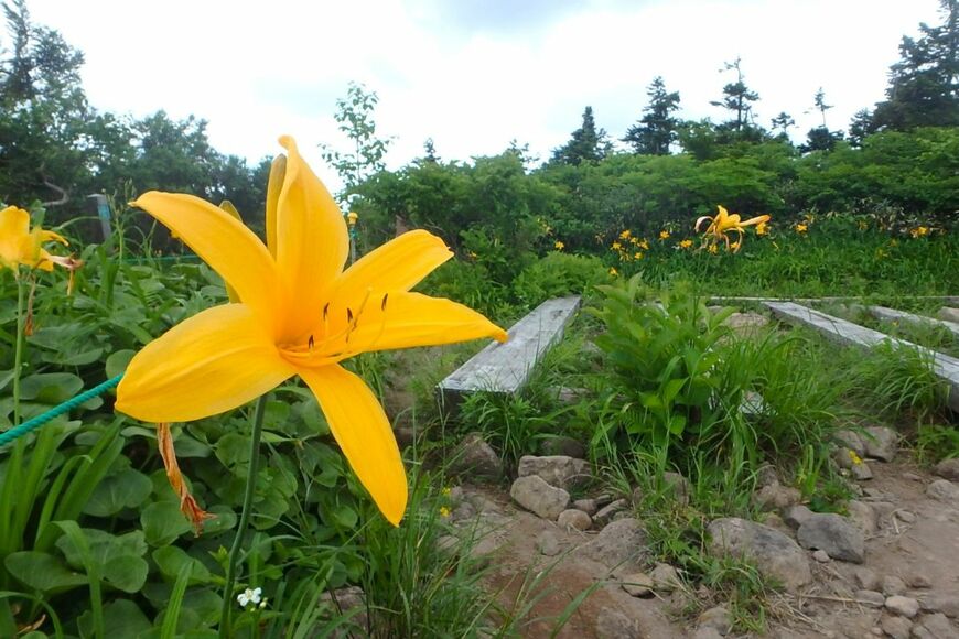 山のベンチの周りで明るいオレンジ色の花を咲かせている、ニッコウキスゲ