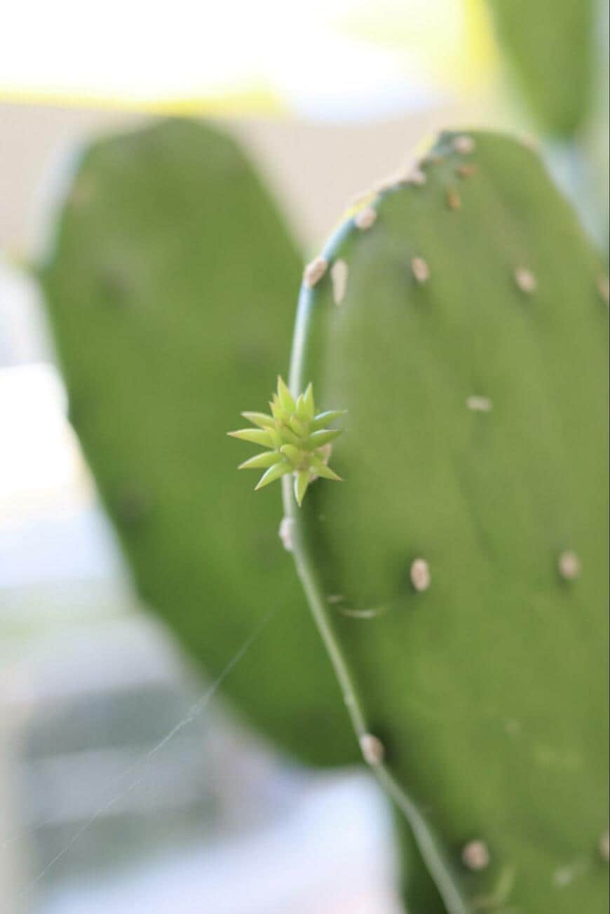 サボテンの小さい芽