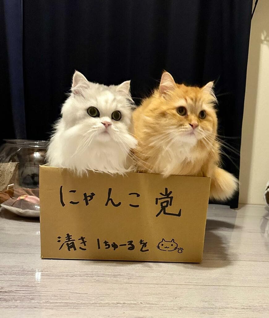 猫2匹