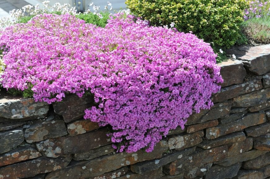 段差のある花壇からこぼれるように咲く、ピンク色のシバザクラ