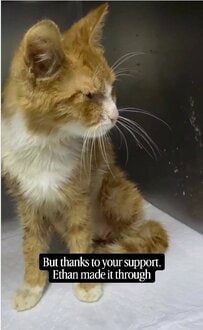「息をするのも精一杯だった」瀕死の重傷を負った猫、一進一退の回復に反響