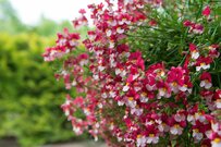 【ガーデニング】冬に植えて春まで楽しむ「多年草＆一年草」オススメ10選