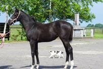 馬主に送る「仔馬の写真」を撮影していると…　堂々と写り込む「乱入者」に笑ってしまう